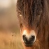 Kun divoky - Equus ferus - Exmoor Pony 6395